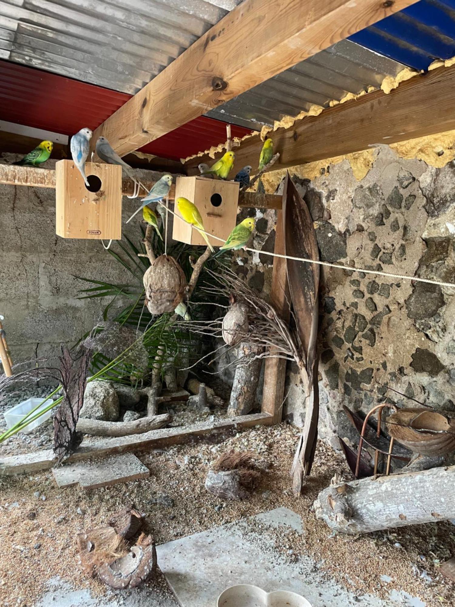 Les Hamacs Aux Saintes Hotell Terre-De-Haut Exteriör bild